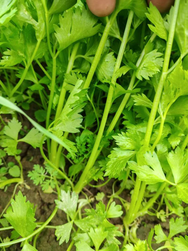 芹菜苗大量供应产地直发价格优惠品质保证欢迎来电