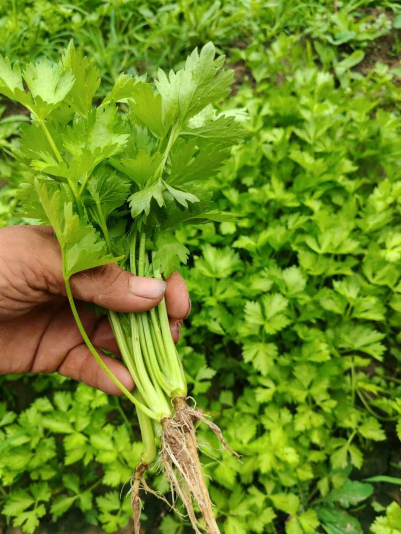 精品芹菜苗产地直发成活率高支持视频看货欢迎来电洽谈