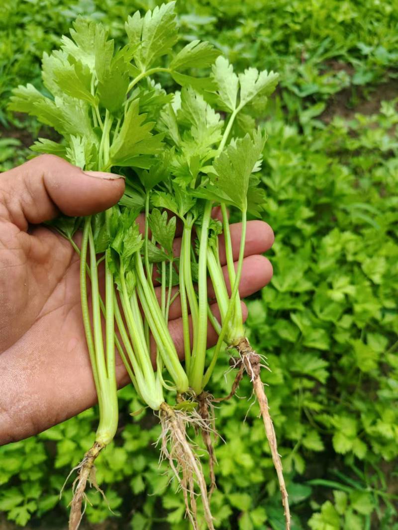 精品芹菜苗产地直发成活率高支持视频看货欢迎来电洽谈