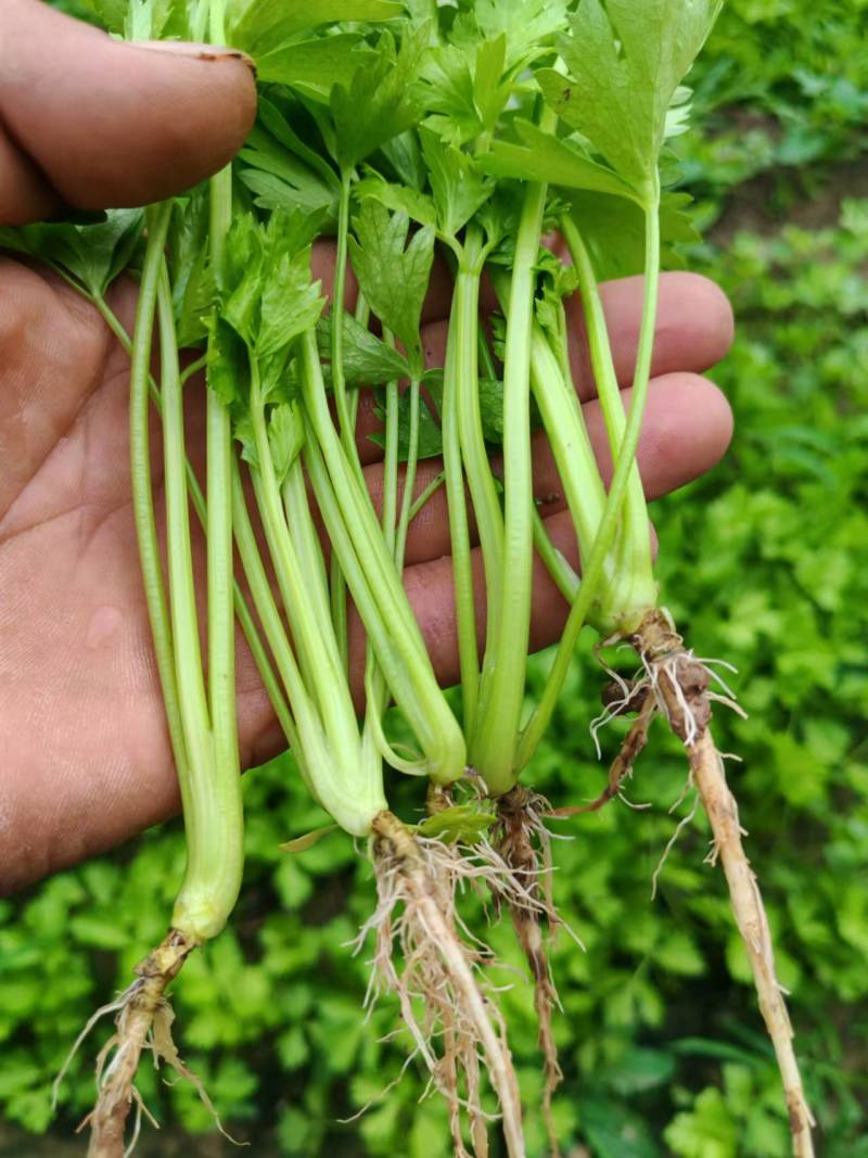 精品芹菜苗产地直发成活率高支持视频看货欢迎来电洽谈