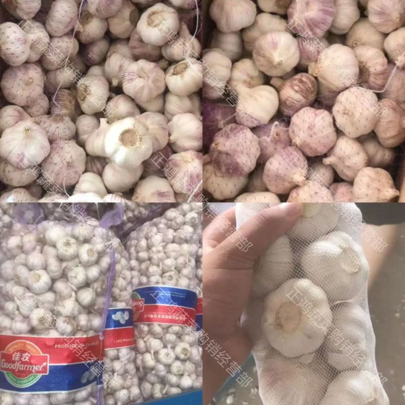 原皮大蒜干蒜净蒜紫皮蒜干蒜头杂交大蒜保质保量