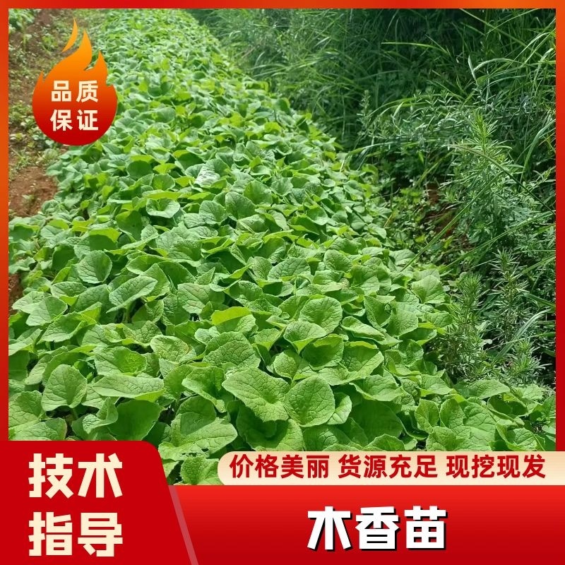 木香苗云南木香苗苗圃直发提供技术支持欢迎来电咨询