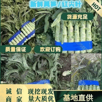 精品红尖叶莴苣～莴笋大量上市～产地直供保质保量～量大从优