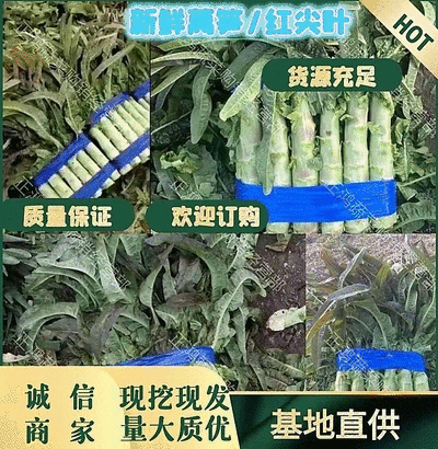 精品红尖叶莴苣～莴笋大量上市～产地直供保质保量～量大从优