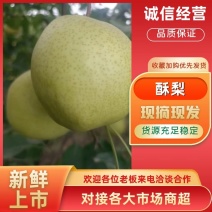 精品酥梨砀山梨皮薄多汁实力供货对接批发市场