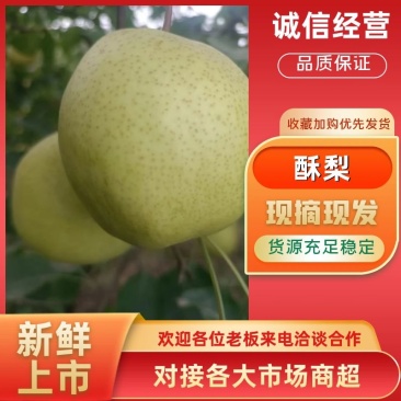 精品酥梨砀山梨皮薄多汁实力供货对接批发市场
