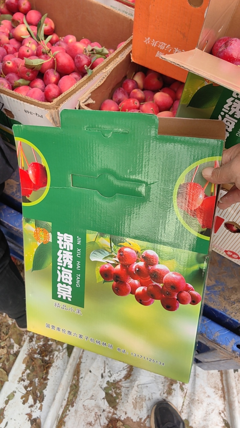 内蒙海棠果热卖！海棠果/鸡心果产地直发一手货源欢迎合作