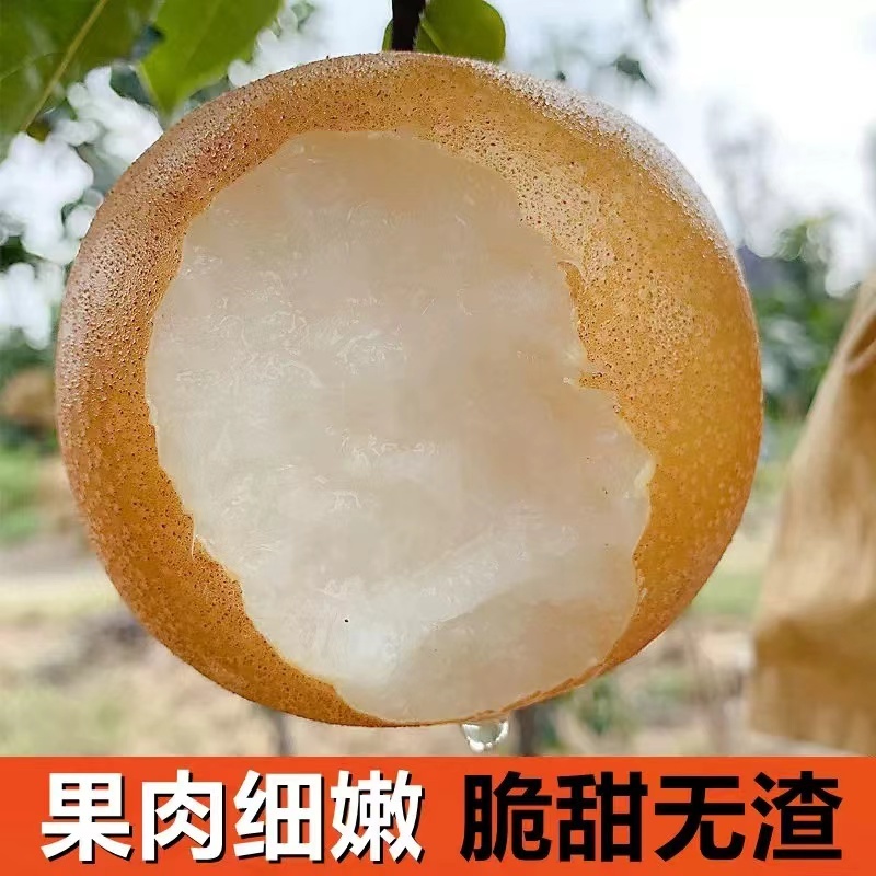 砀山秋月梨，大吨位供应无渣甘甜对接商超电商市场全国代发