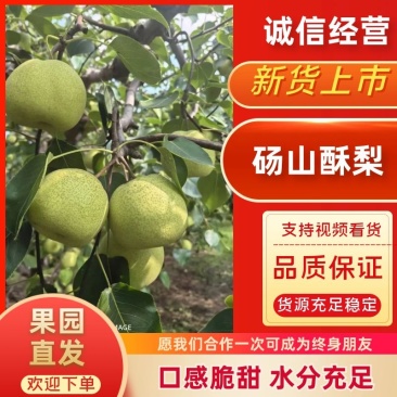 安徽砀山酥梨产地直供货源充足承接超市电商商场批发市场