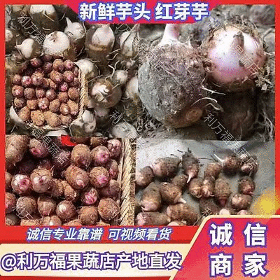 【红芽芋】广西芋头新鲜芋头产地直供代发全国长期供货