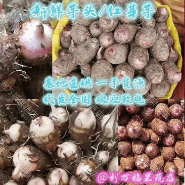 【红芽芋】广西芋头新鲜芋头产地直供代发全国长期供货