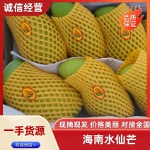 优质海南水仙口碑好芒果复购率很高诚信经营欢迎合作