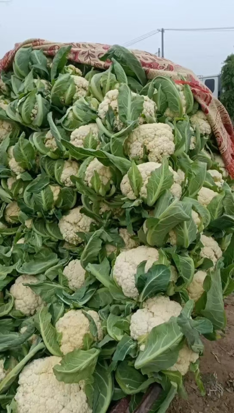 开封菜花松花菜产地直发大量现货价格便宜欢迎电话联系