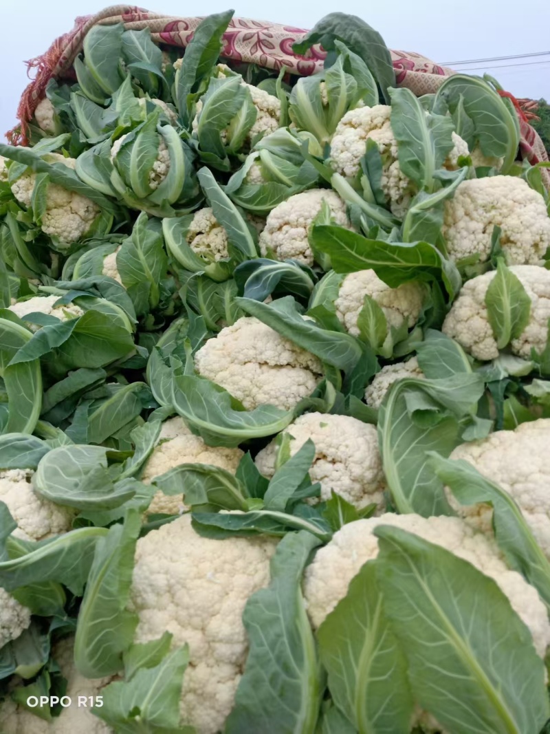 开封菜花松花菜产地直发大量现货价格便宜欢迎电话联系