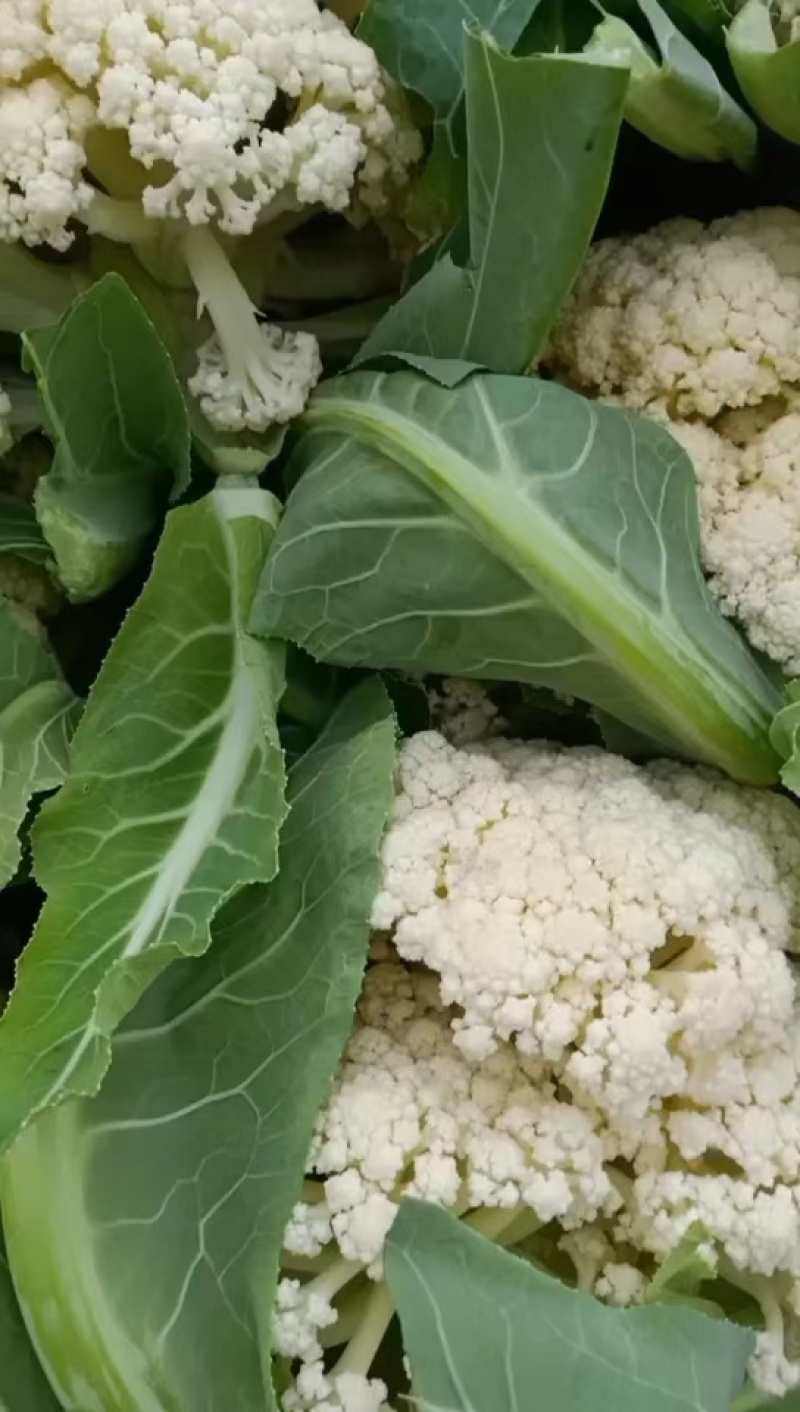 开封菜花松花菜产地直发大量现货价格便宜欢迎电话联系