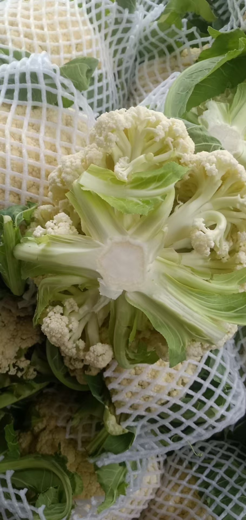 开封菜花松花菜产地直发大量现货价格便宜欢迎电话联系