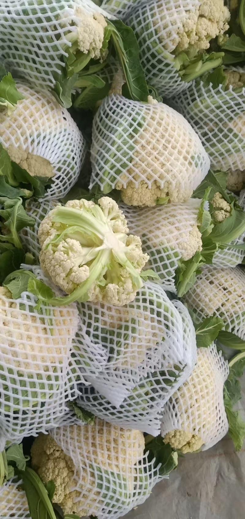 开封菜花松花菜产地直发大量现货价格便宜欢迎电话联系