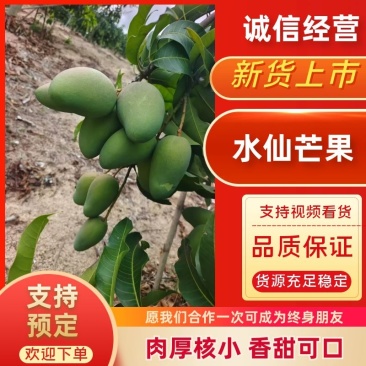 水仙芒果二级八两起步轻微花皮海南三亚发货欢迎来电