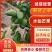 水仙芒果二级八两起步轻微花皮海南三亚发货欢迎来电