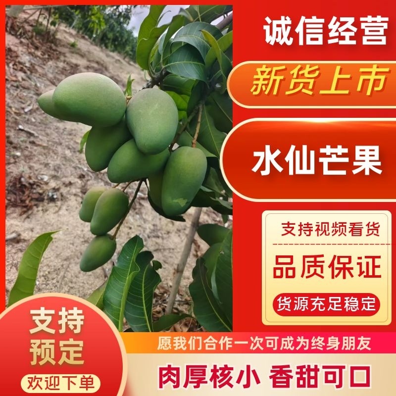 水仙芒果二级八两起步轻微花皮海南三亚发货欢迎来电