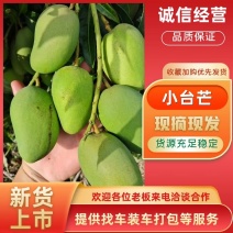 海南三亚热带芒果小台芒大量接单上市中，香味十足口感美丽，