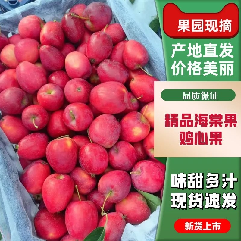 内蒙海棠果热卖！海棠果/鸡心果产地直发一手货源欢迎合作