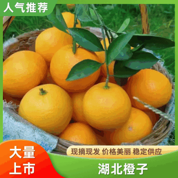 【夏橙】湖北橙子皮薄肉多汁水丰富对接各大市场电商
