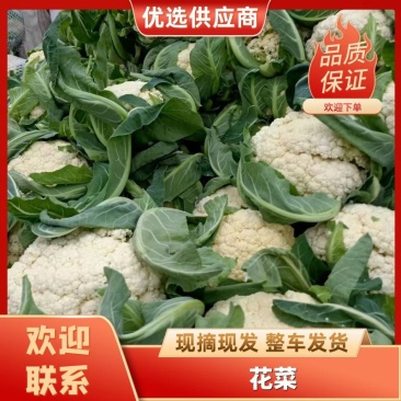 开封菜花松花菜产地直发大量现货价格便宜欢迎电话联系