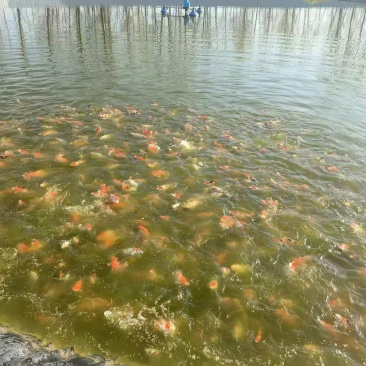 锦鲤鱼20-40公分观赏鱼自家基地养殖可视频看货