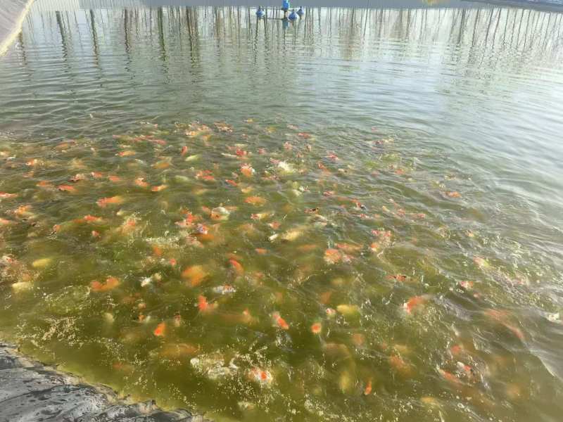 锦鲤鱼20-40公分观赏鱼自家基地养殖可视频看货