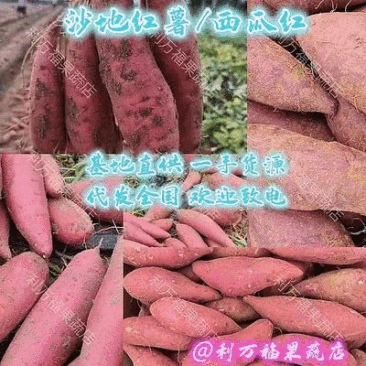 广西贺州红薯-沙地红薯西瓜红一手货源全国代发诚信靠诚
