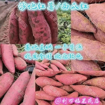 广西贺州红薯-沙地红薯西瓜红一手货源全国代发诚信靠诚