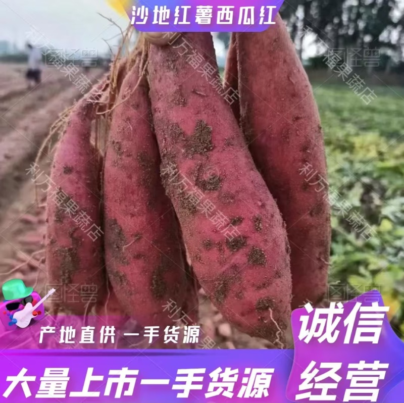 广西贺州红薯-沙地红薯西瓜红一手货源全国代发诚信靠诚