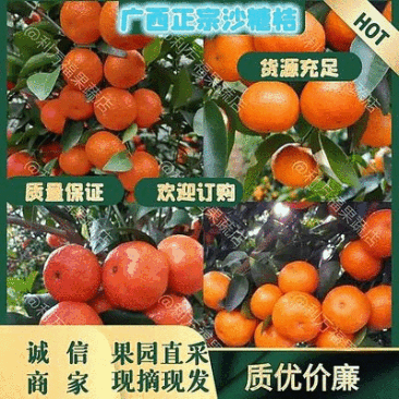 广西正宗沙糖桔新鲜柑橘一手货源承接档口市场电商超市价低