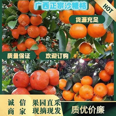 广西正宗沙糖桔新鲜柑橘一手货源承接档口市场电商超市价低