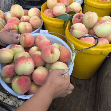 精品双节红毛桃全国批发质量有保证现摘现发颜色亮丽