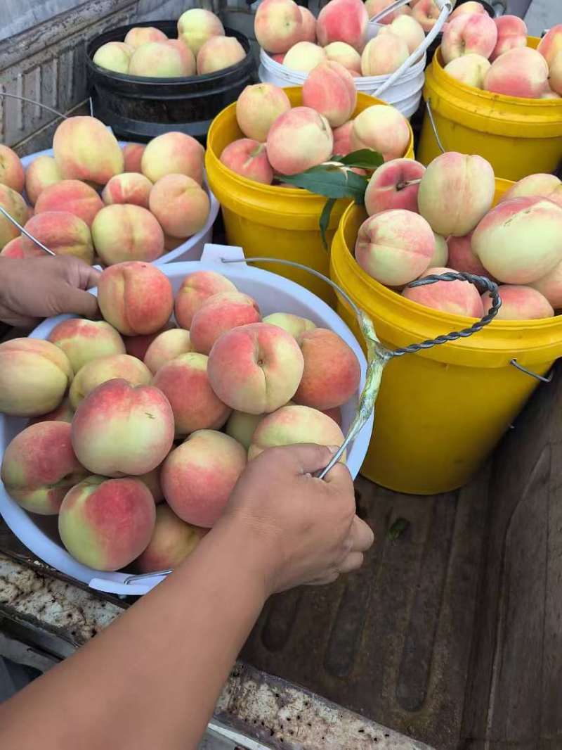 精品双节红毛桃全国批发质量有保证现摘现发颜色亮丽