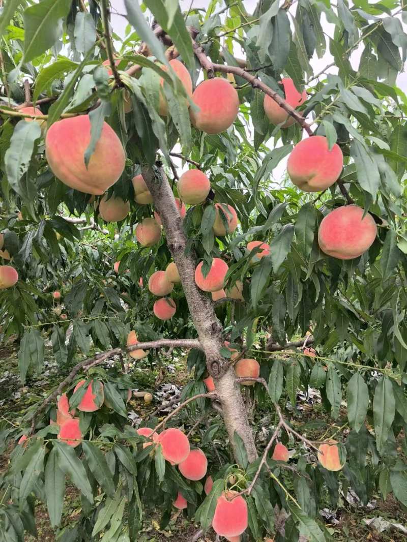 精品双节红毛桃全国批发质量有保证现摘现发颜色亮丽