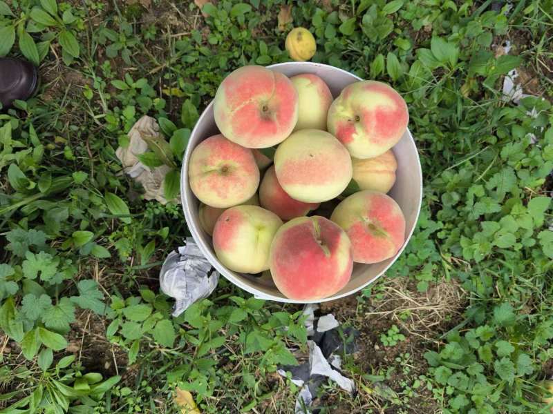 精品双节红毛桃全国批发质量有保证现摘现发颜色亮丽
