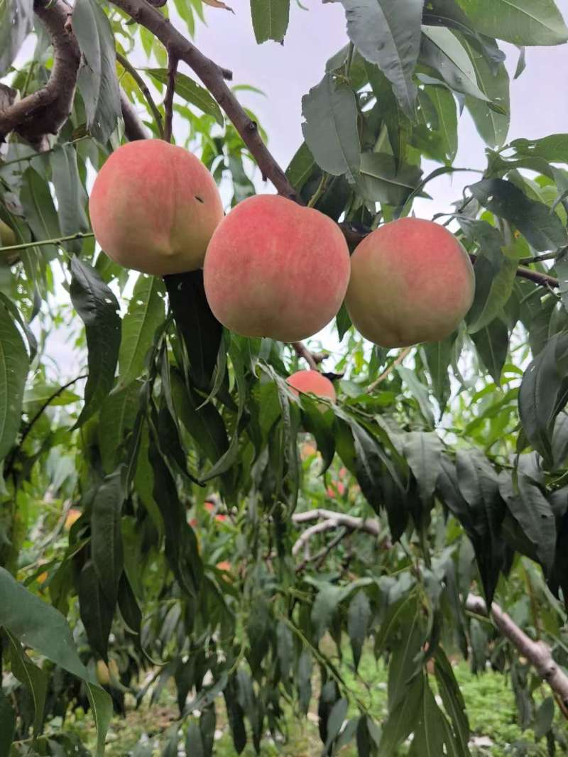 精品双节红毛桃全国批发质量有保证现摘现发颜色亮丽