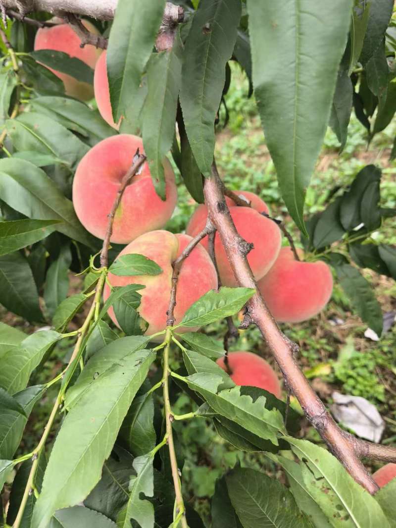 精品双节红毛桃全国批发质量有保证现摘现发颜色亮丽