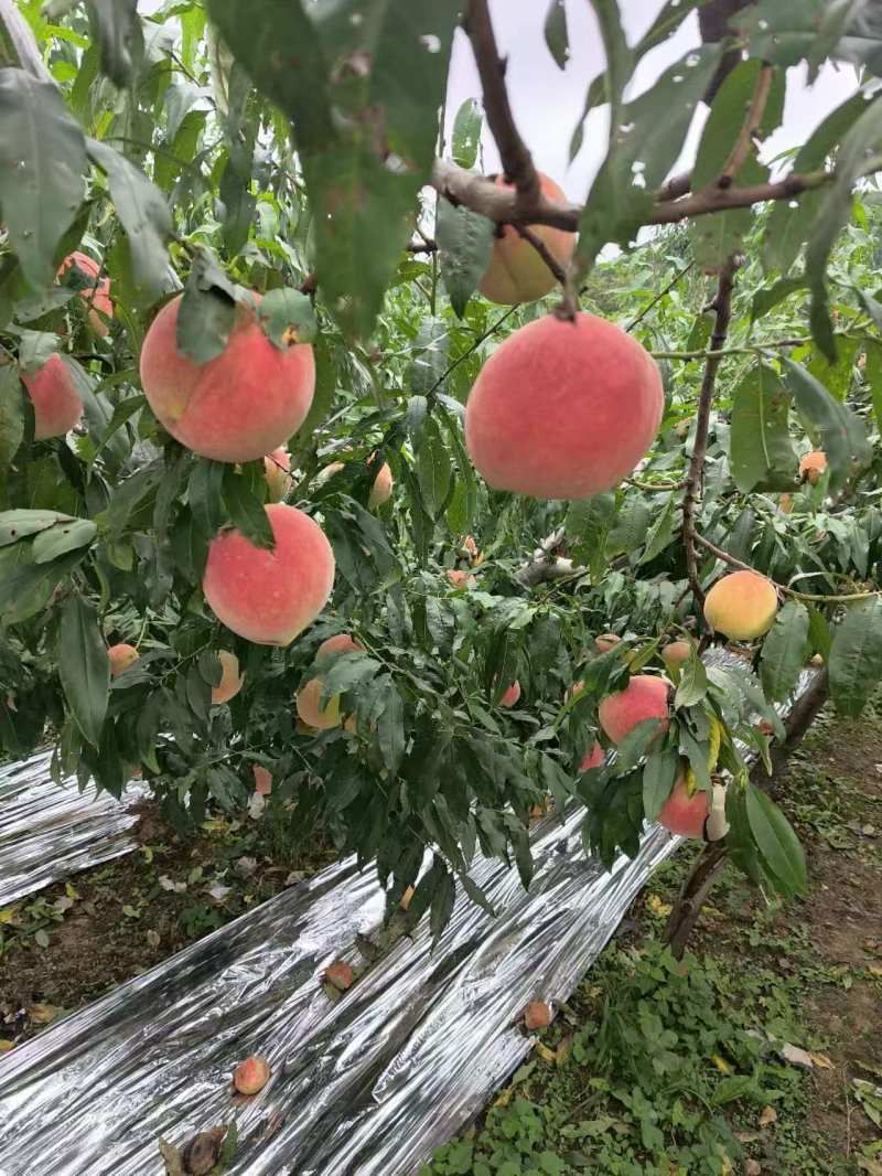 精品双节红毛桃全国批发质量有保证现摘现发颜色亮丽
