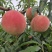精品双节红毛桃全国批发质量有保证现摘现发颜色亮丽