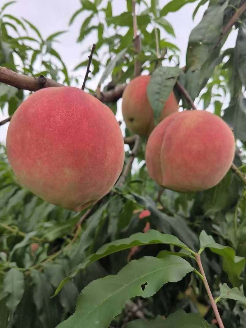 精品双节红毛桃全国批发质量有保证现摘现发颜色亮丽
