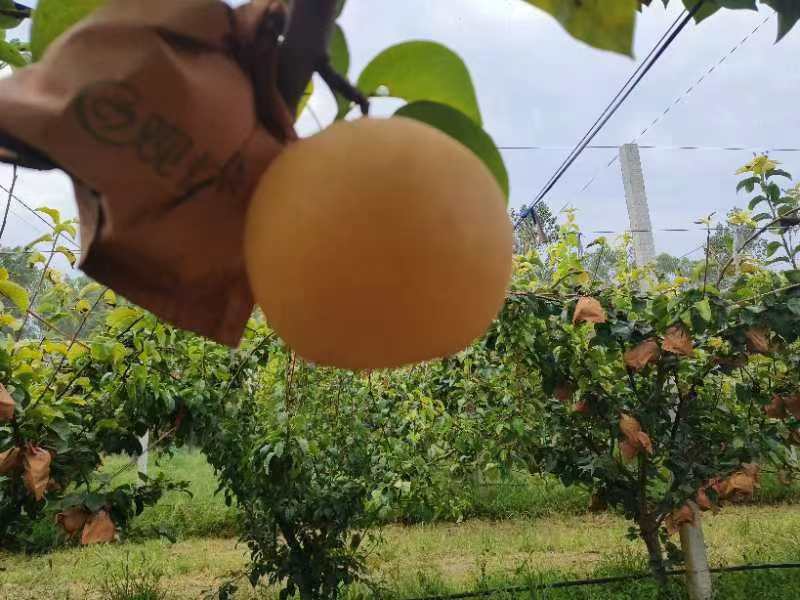 山东精品秋月梨大量上市，全国发货，价格便宜，诚信经营