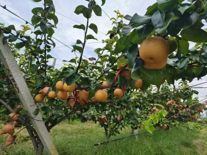 山东精品秋月梨大量上市，全国发货，价格便宜，诚信经营