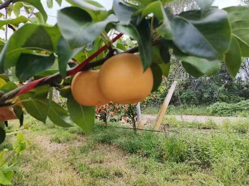 山东精品秋月梨大量上市，全国发货，价格便宜，诚信经营