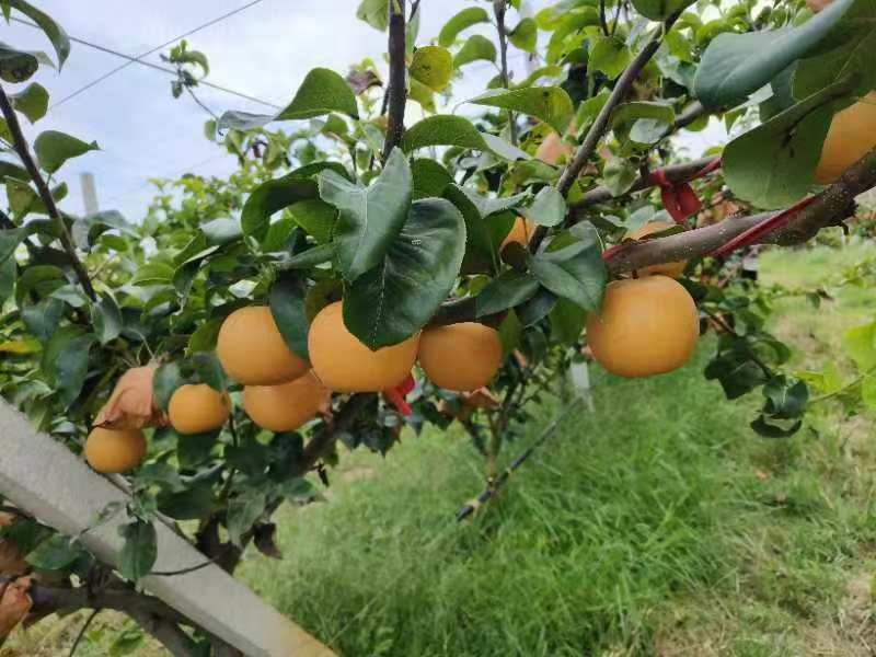 山东精品秋月梨大量上市，全国发货，价格便宜，诚信经营