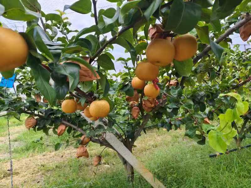 山东精品秋月梨大量上市，全国发货，价格便宜，诚信经营