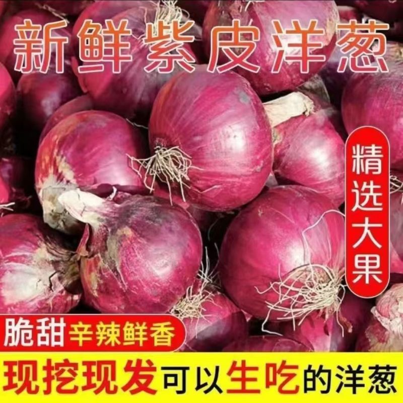 甘肃紫皮洋葱大量上市，全国发货，价格便宜，可视频看货